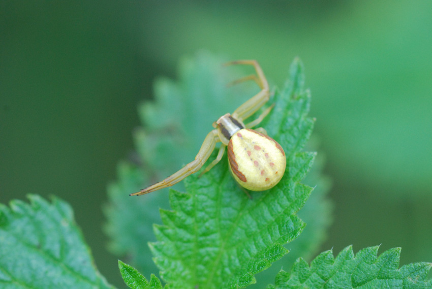 Runcinia grammica